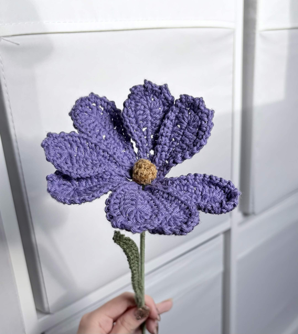 cosmos