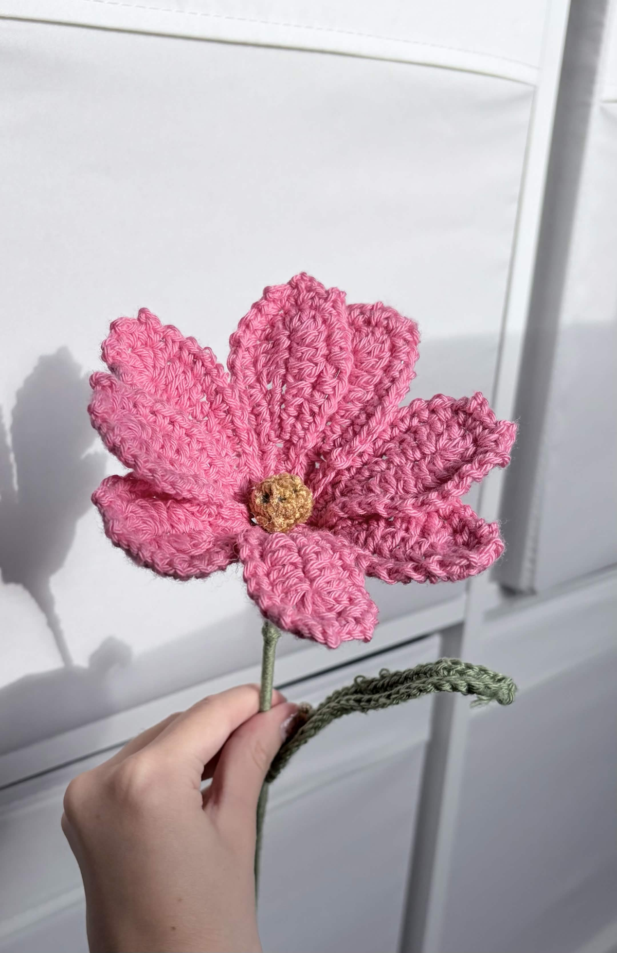 cosmos